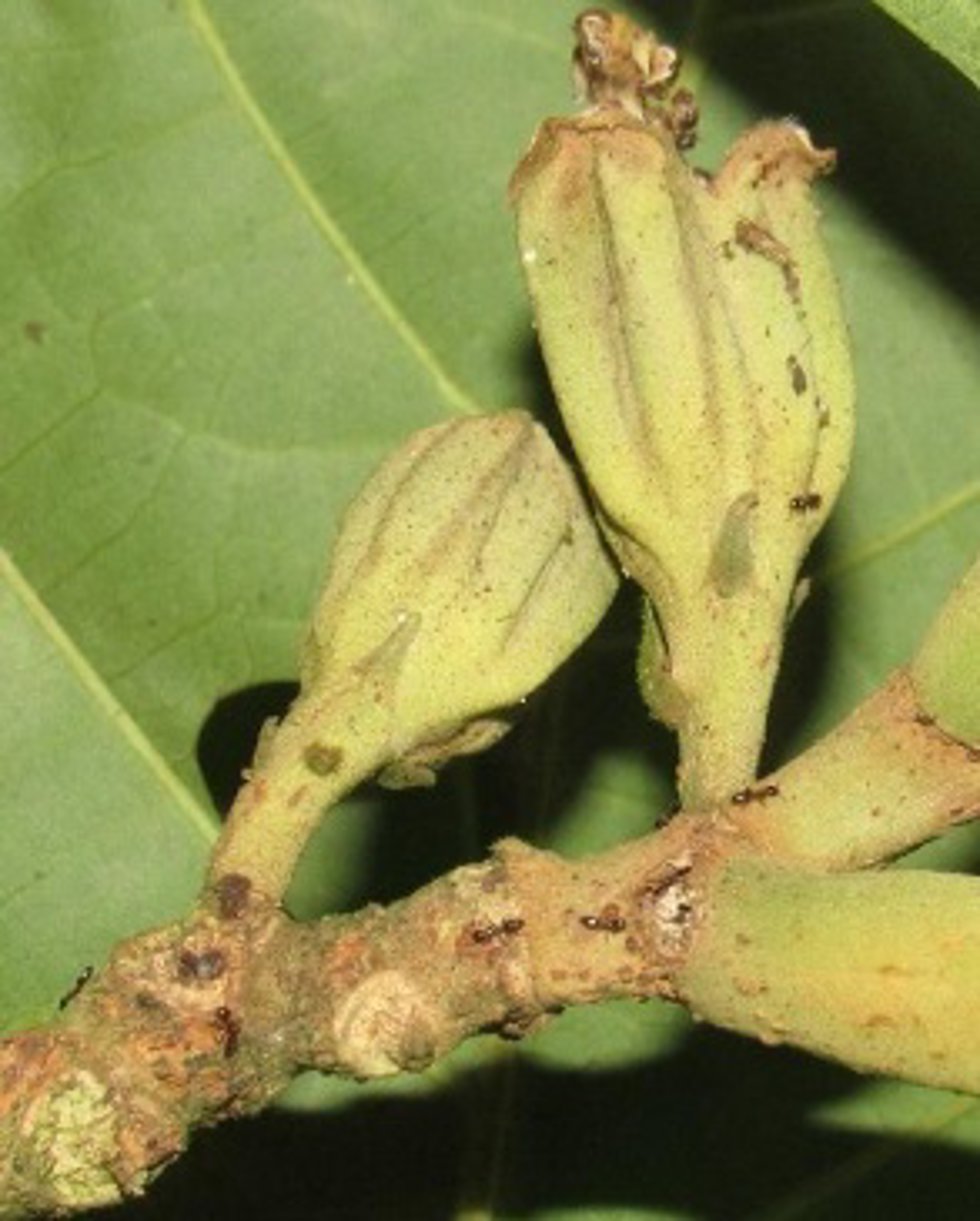 Cálices florales de Quararibea centinelae con hormigas del género Crematogaster.