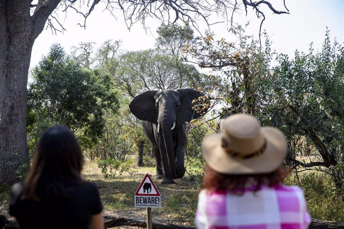 Archivo - Turistas contemplan un elefante en el Parque Nacional Kruger en Sudáfrica