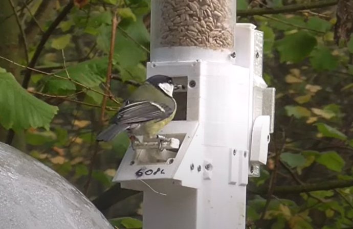 Un pájaro participa en la prueba de memoria episódica visitando un centro de alimentación automatizado