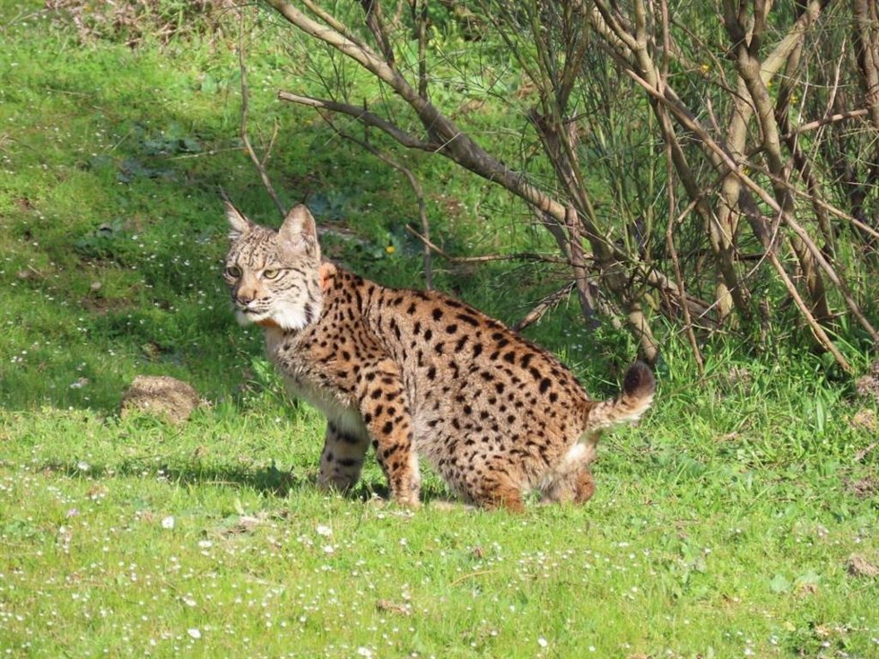 Lince, imagen de archivo. 