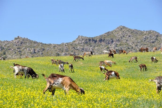 Ganadería caprina.