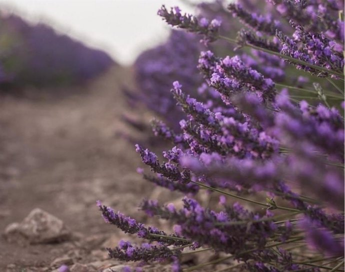 Archivo - Lavanda, cultivo, campo, PAC, política ambiental.