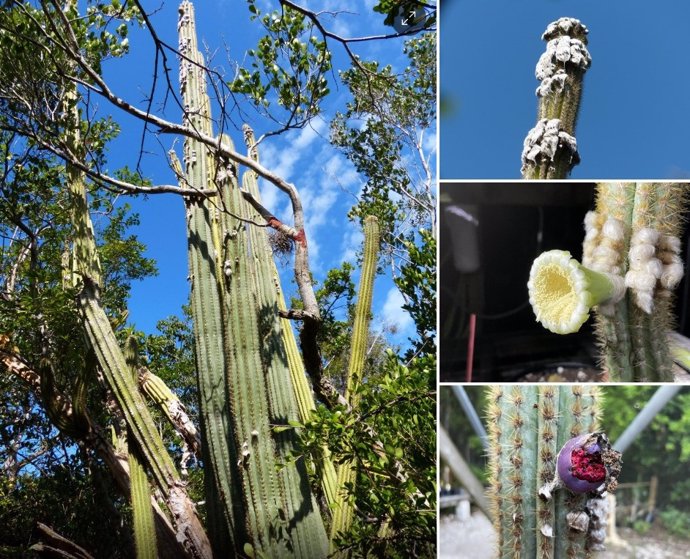 Aspecto general y detalle del cactus de Cayo Largo desaparecido en EEUU por la subida del mar