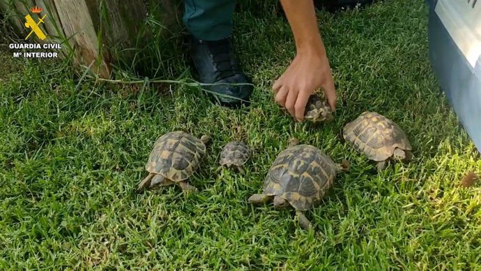 Tortugas