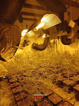 Imagen de la plantación