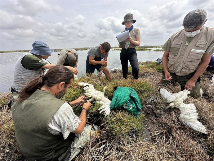 Técnicos de medio ambiente anillan a pollos de espátula en Marisma del Odiel (Huelva).