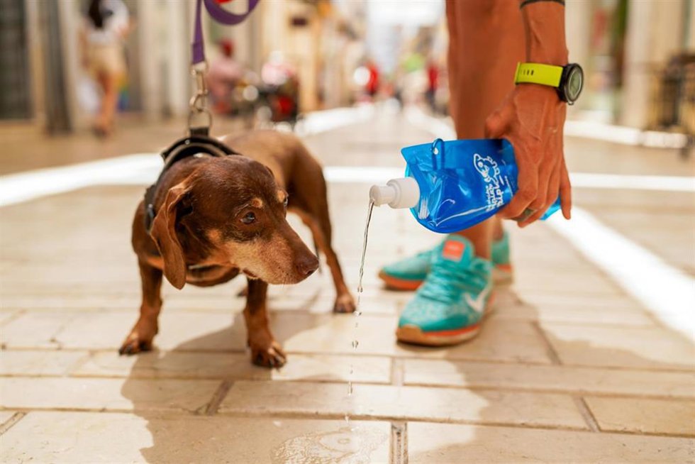 El Ayuntamiento de Huelva reparte más de 2.000 botellas para la limpieza de la orina de los perros en la ciudad.