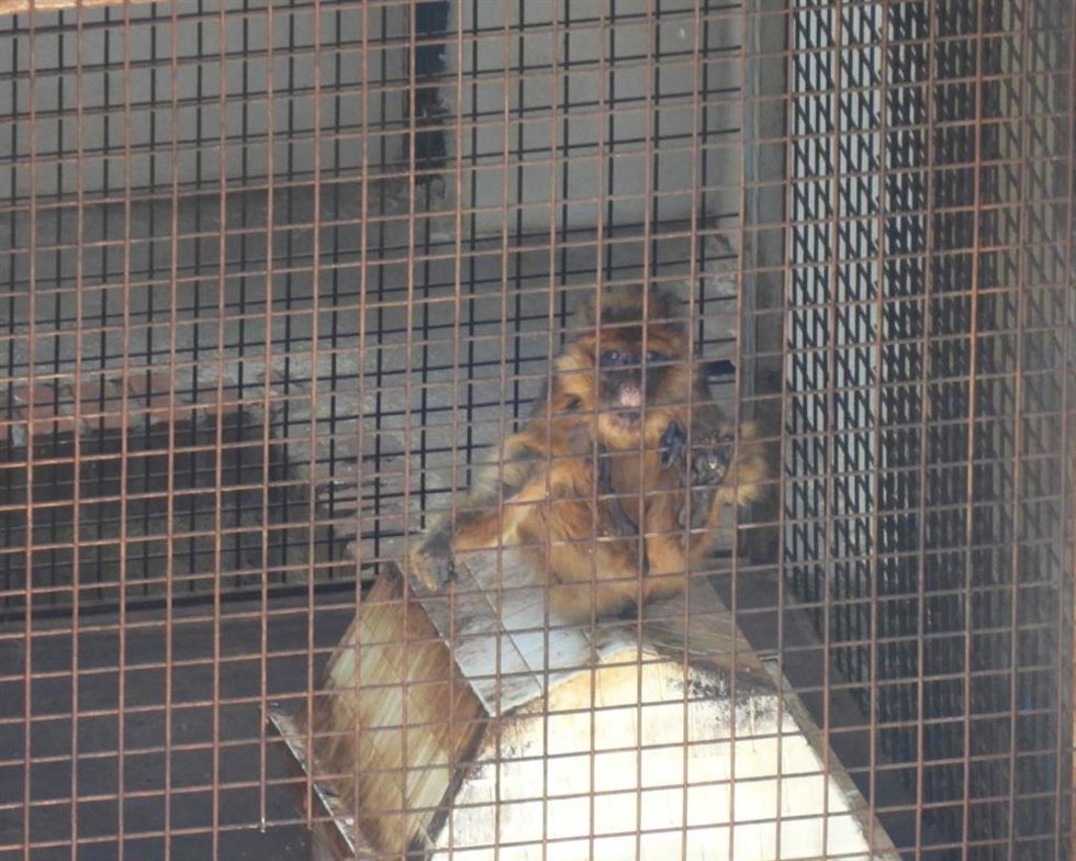 AAP Primadomus de Villena acoge a dos macacos de Berbería en "grave estado" tras hallarlos en una vivienda en Granada
