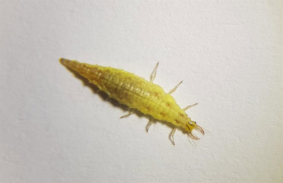 Crisopa
