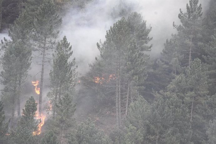 Archivo - Árboles ardiendo en un incendio forestal 