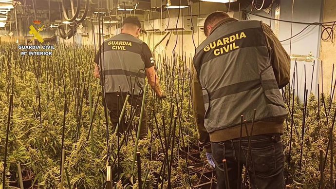 Plantación de marihuana en una nave de Turégano.