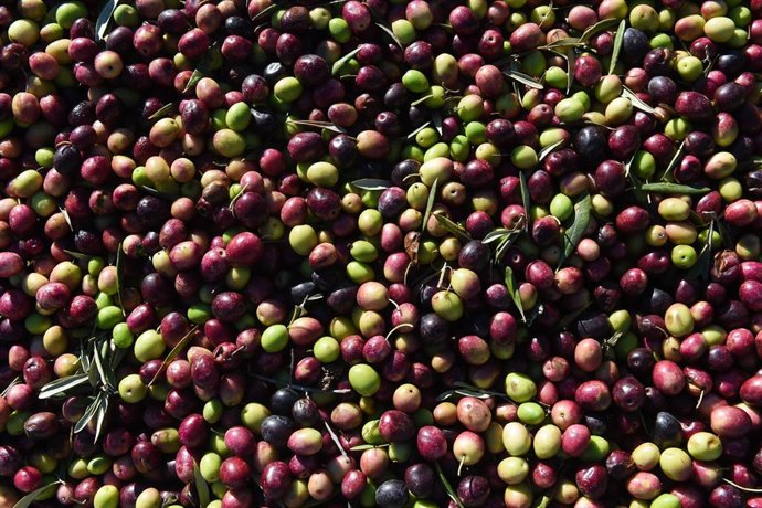 Archivo - Aceitunas.