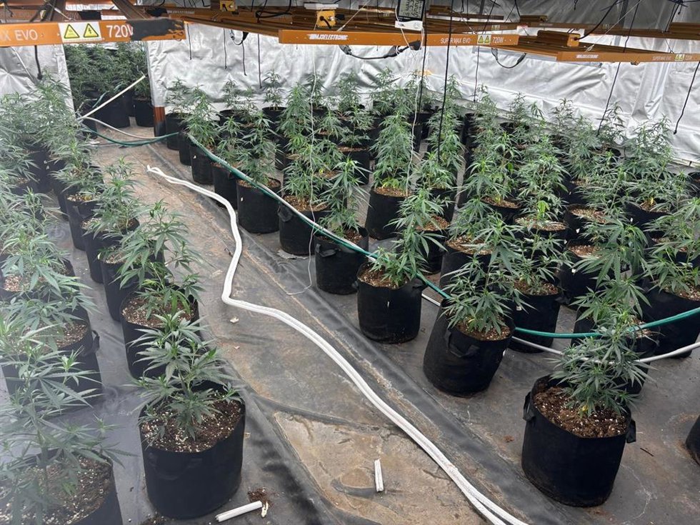 Imagen de la plantación de marihuana interior.