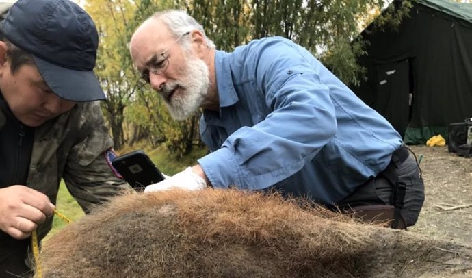 En esta fotografía, Valerii Plotnikov y Dan Fisher examinan la piel de un mamut lanudo de 52.000 años de antigüedad después de haber sido excavado en el permafrost.