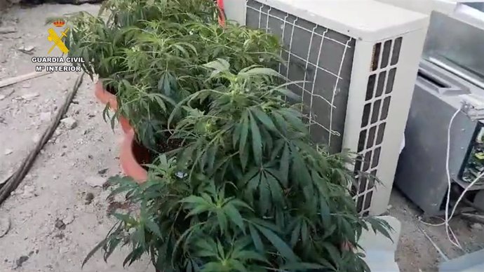 Marihuana intervenida por la Guardia Civil en Pechina (Almería).