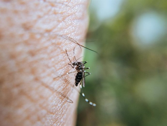 Archivo - Imagen de recurso de un mosquito.