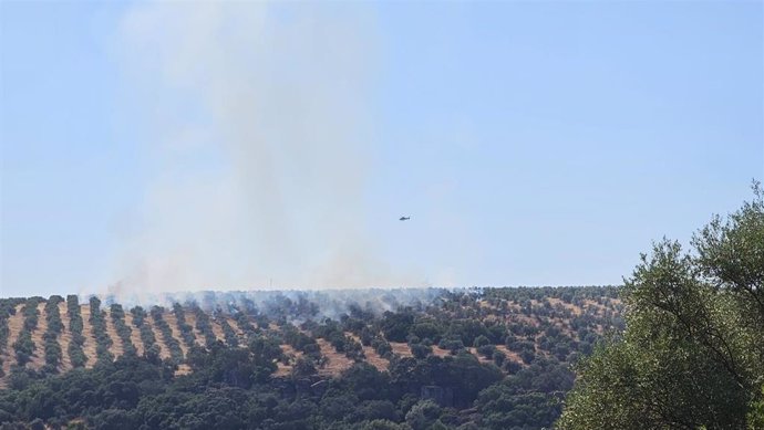 Incendio en un olivar.