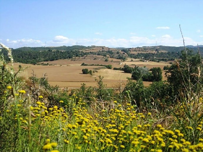 Un campo en Catalunya.