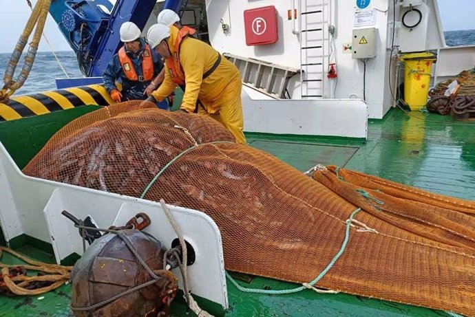 Un estudio sitúa en 143.000 toneladas la biomasa de anchoa en el golfo de Bizkaia, por encima de la media histórica