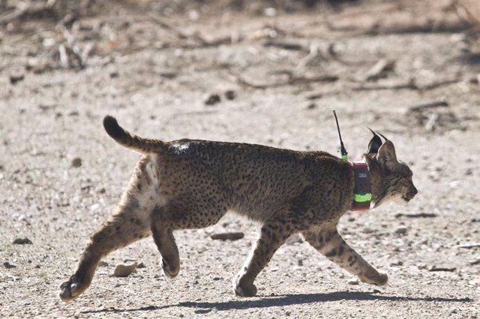 El lince ibérico Troncho establece una ruta entre el Levante y Castilla-La Mancha.