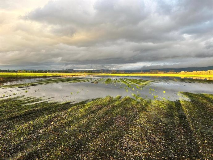 Imagen de un campo de cultivo en la árela da Laguna Antela, en la comarca da Limia (Ourense), tras las fuertes tormentas registradas en la zona a finales de junio que afectaron las cogidas.