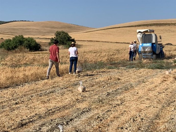 Recogida de ensayos para conseguir la IGP del garbanzo de la campiña de Córdoba.