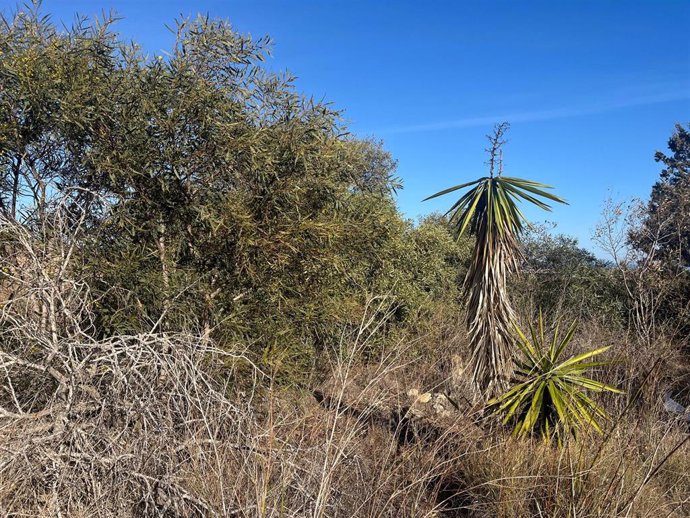 Acacia (izquierda) y yuca (derecha) son especies invasoras del Parque Regional de Calblanque