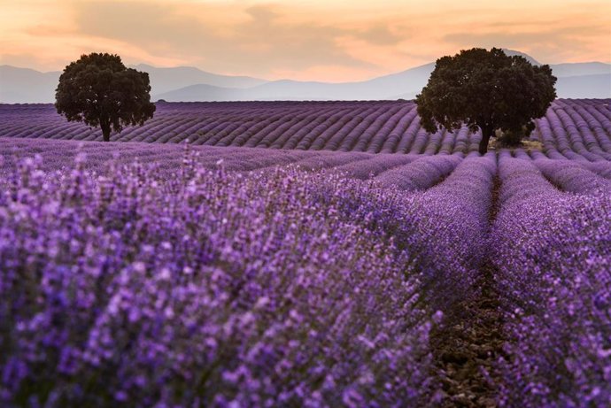 Campos de lavanda en Brihuega, Guadalajara.