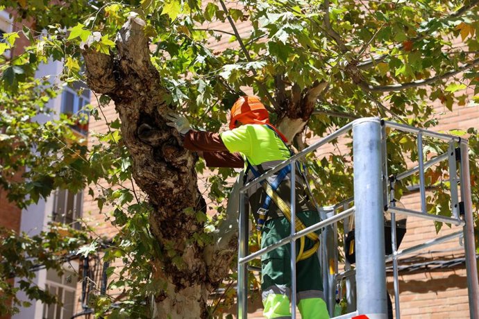 Programa de revisión de árboles en Sevilla.