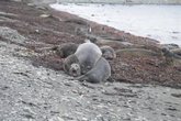 Foto: Investigadores españoles encuentran el virus de la gripe aviar altamente patogénica en mamífero marino en la Antártida