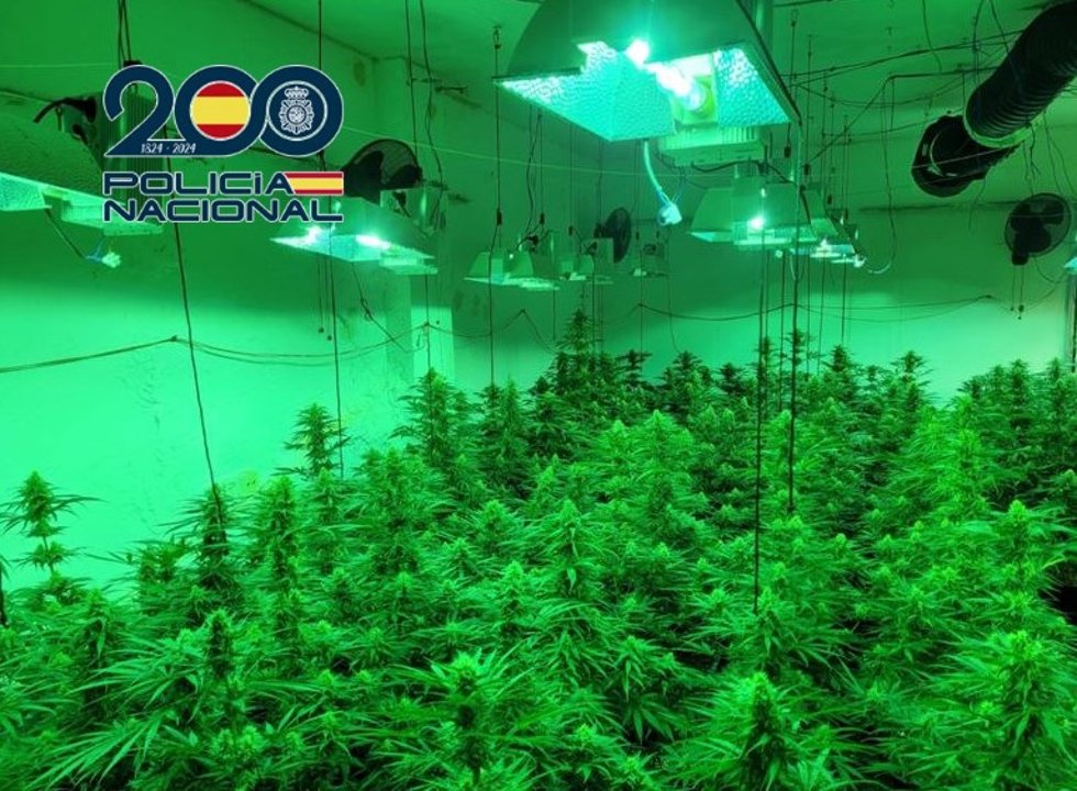 Droga intervenida