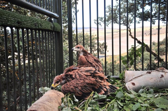 Pollos de águila imperial en un jaulón de cría.