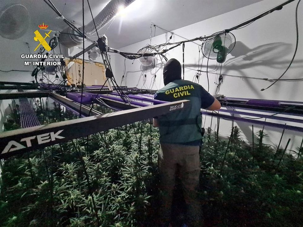 Plantación de marihuana desmantelada en Trujillanos