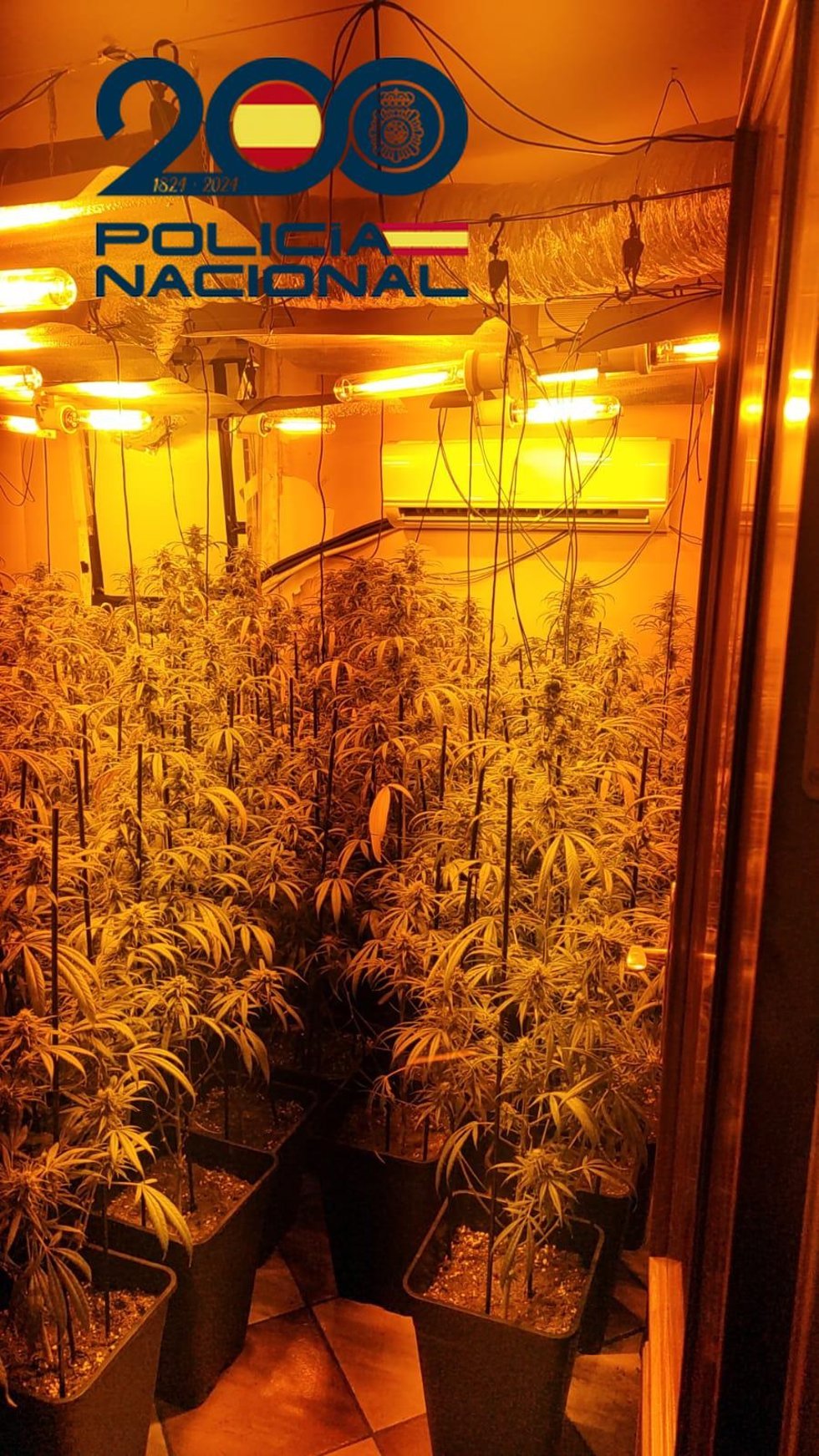 Plantación desmantelada en la vivienda de Alcalá de Guadaíra.