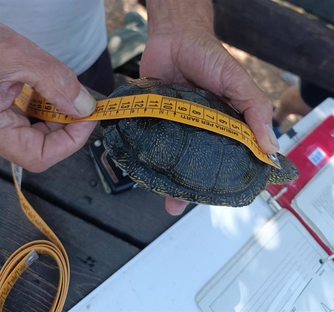 Proyecto Emys localiza 18 galápagos europeos y 9 tortugas de agua ibéricas en el extremo norte del Marjal de Almenara