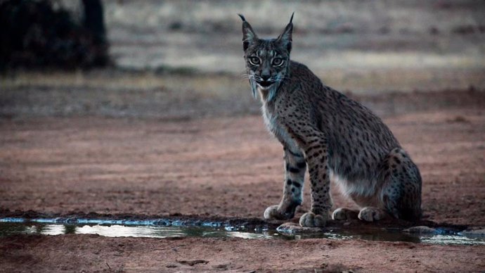 Ejemplar de lince ibérico