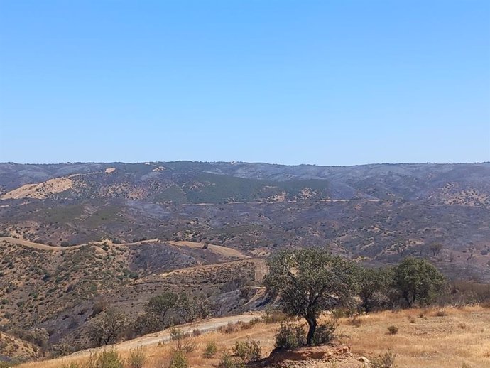 Zona afectada por el incendio de Obejo.