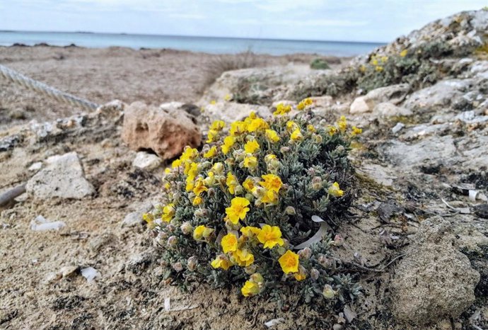 Archivo - Flora dunar en Es Trenc-Salobrar de Campos