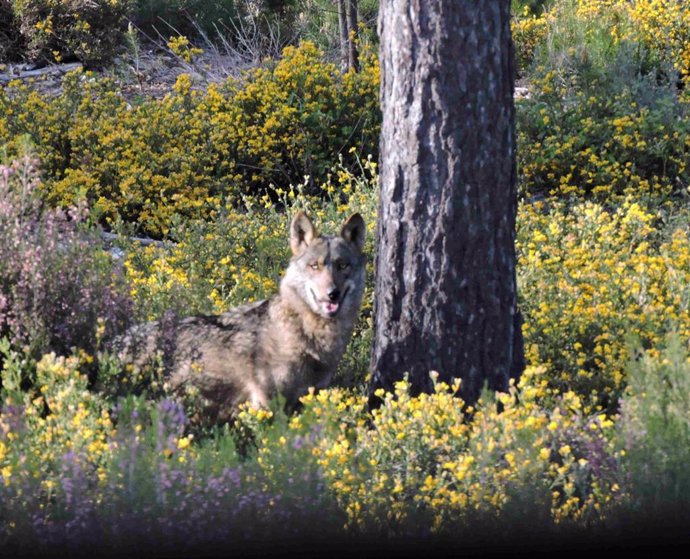 Archivo - Lobo en Sierra Culebra.