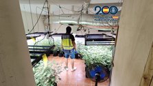 Sala de plantas de marihuana