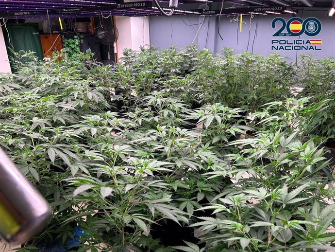 Cuatro detenidos por cultivo y tráfico de marihuana en el sur de Tenerife