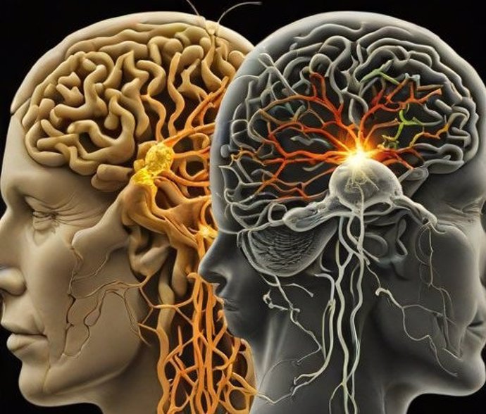 Investigación sobre el rejuvenecimiento del cerebro.