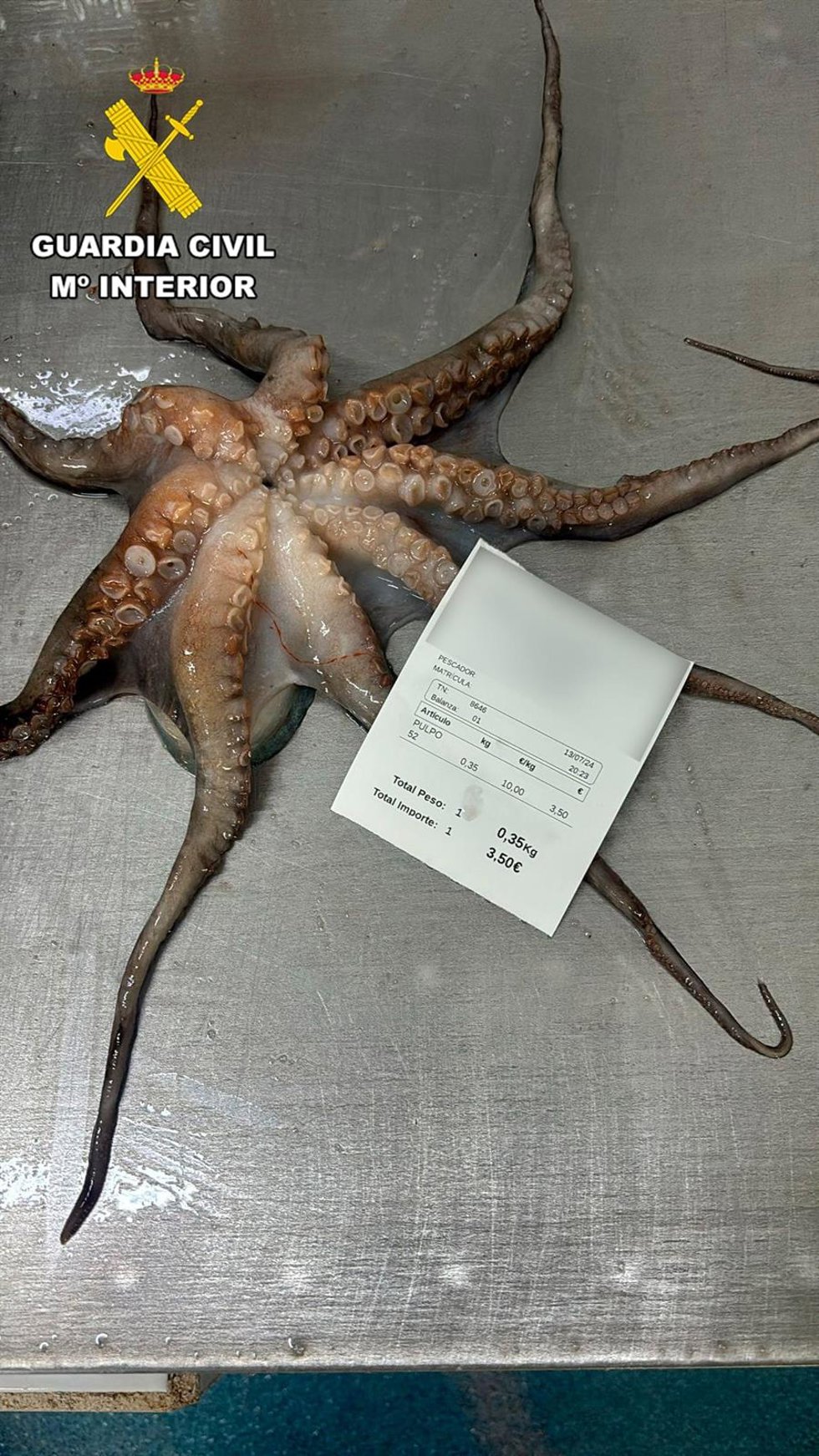 Pulpo capturado por el pescador interceptado en la zona de Isla de Lobos, en Fuerteventura
