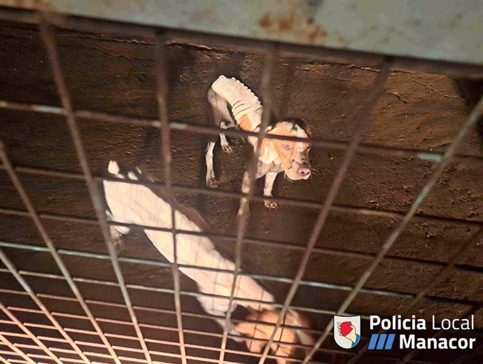 Animales en estado de desnutrición localizados por la Policía Local de Manacor