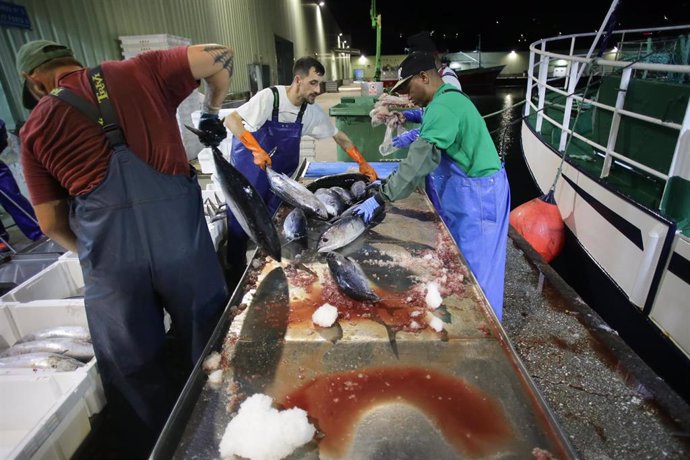 Archivo - Marineros de un barco y  trabajadores de lonja descargan piezas de bonito en un puerto