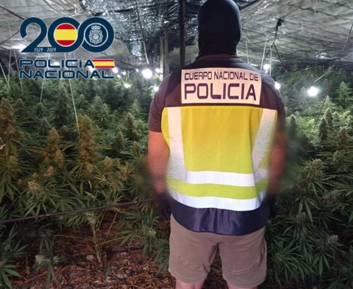 Intervenidas 6.500 plantas de marihuana a una red de narcotráfico en El Ejido (Almería) con cuatro detenidos