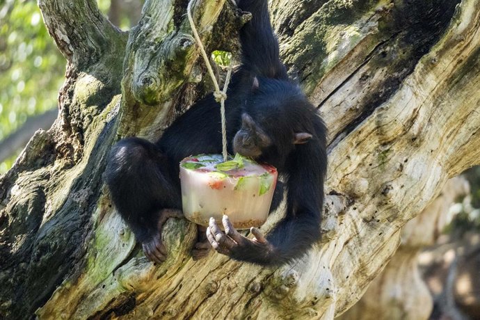 Gelats per a animals en Bioparc