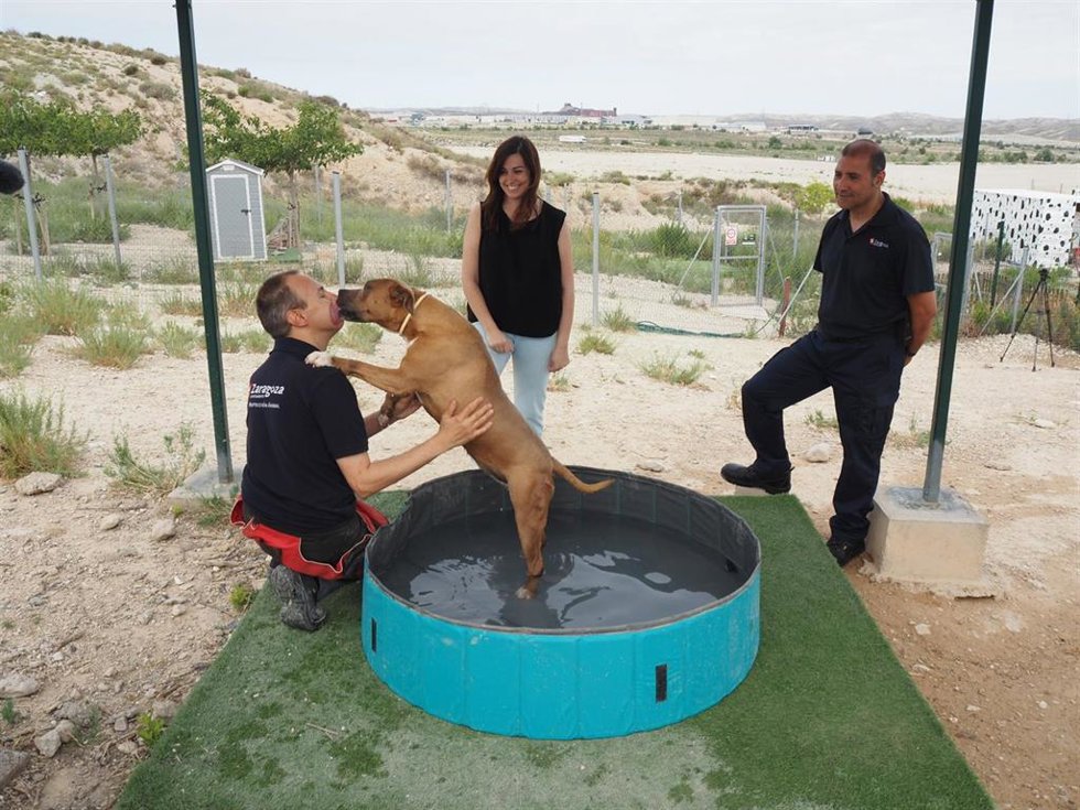 Los perros y gatos del CMPA cuentan con mejores condiciones de habitabilidad mientras encuentran un hogar de acogida