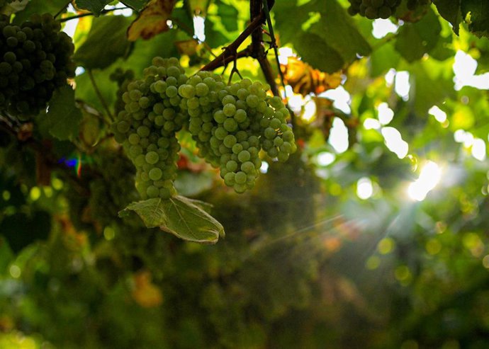 Archivo - Varias uvas colgando de una parra  
