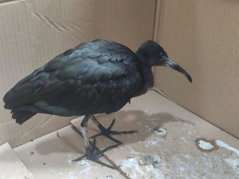 Ejemplar de morito común recuperado.
